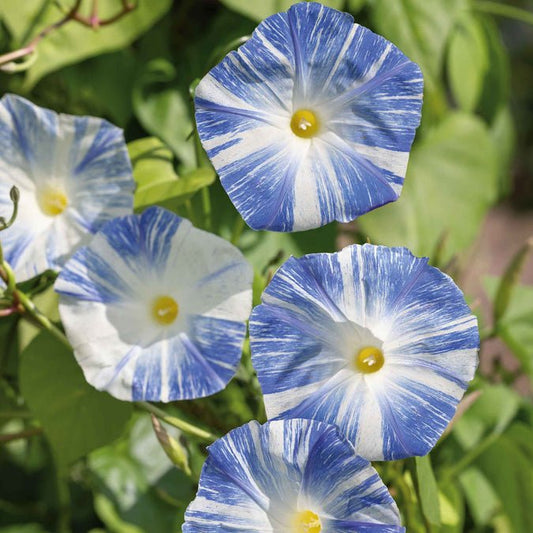 Morning Glory - Flying Saucers