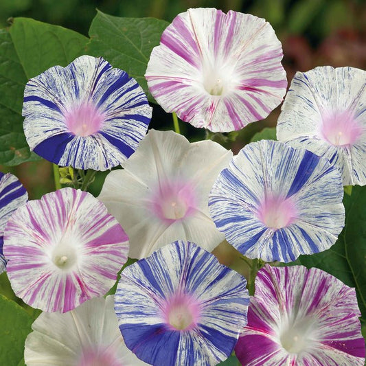 Morning Glory - Harlequin Mix