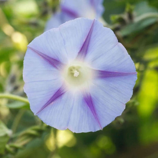 Morning Glory - Inkspots