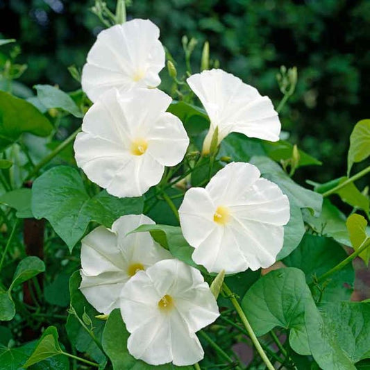 Morning Glory - Pearly Gates