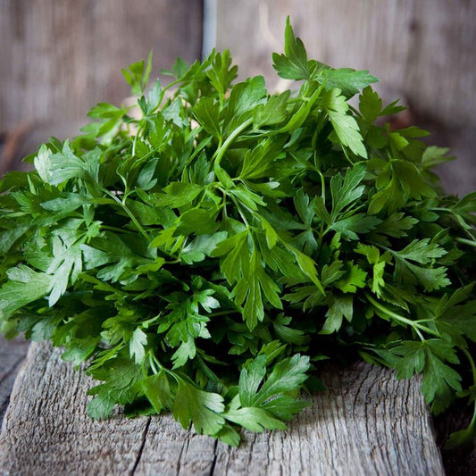 Parsley - Italian Flat Leaf
