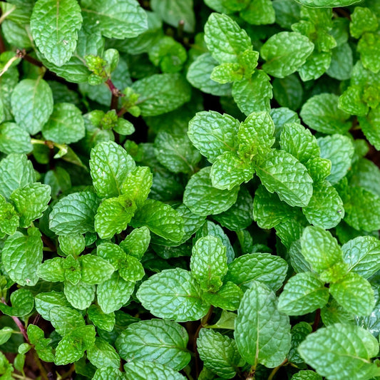 Peppermint