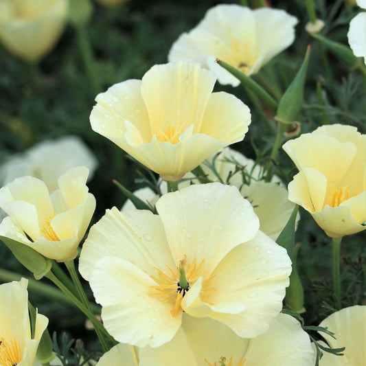 Poppy - California Alba