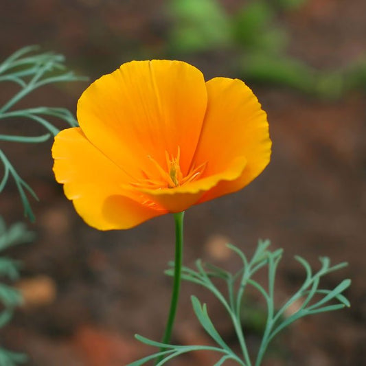 Poppy - California Orange