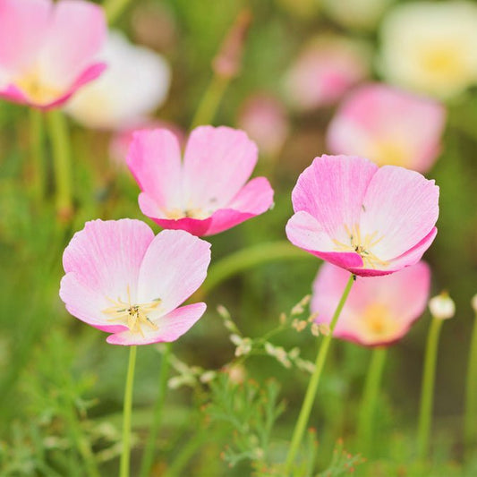 Poppy - California Purple Gleam