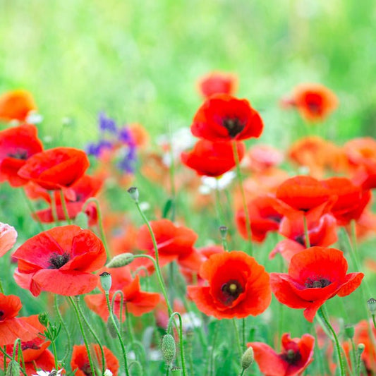 Poppy - Red Corn