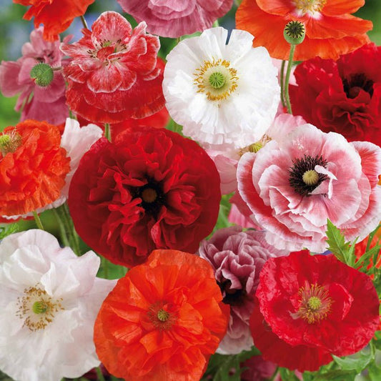 Poppy - Shirley Double Mixed