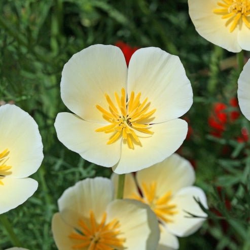Poppy - California White Linen