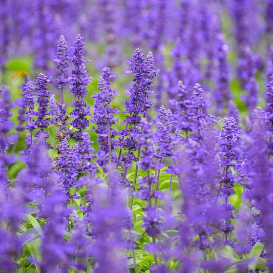 Salvia - Blue