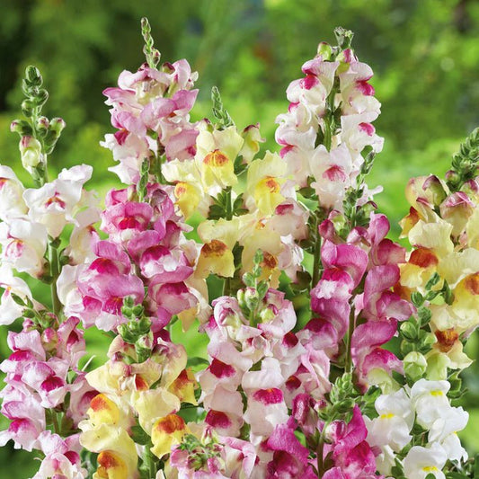 Snapdragon - Brighton Rock Mix