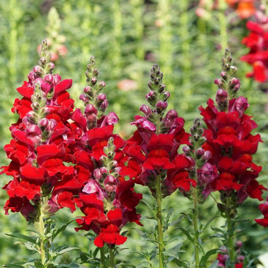 Snapdragon - Defiance