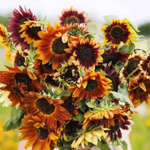 Sunflower - Autumn Beauty Mix