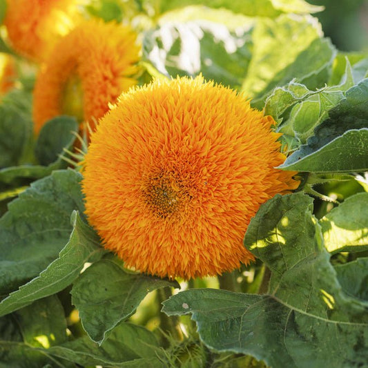 Sunflower - Dwarf Teddy Bear