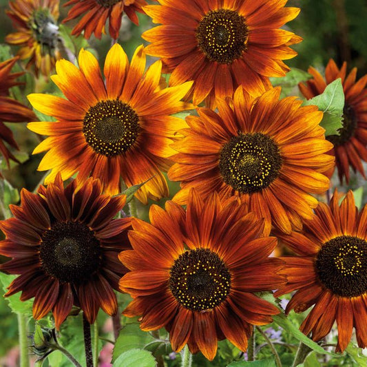 Sunflower - Earthwalker