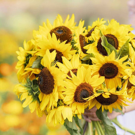 Sunflower - Henry Wilde
