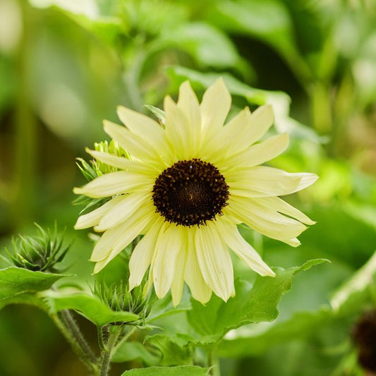 Sunflower - Ice Cream