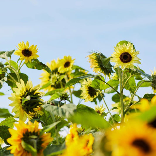 Sunflower - Lemon Queen