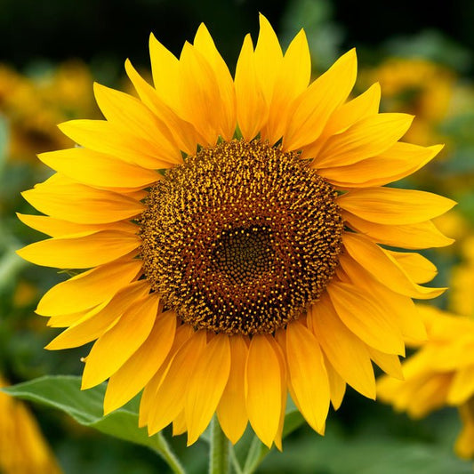 Sunflower - Mammoth Grey Stripe