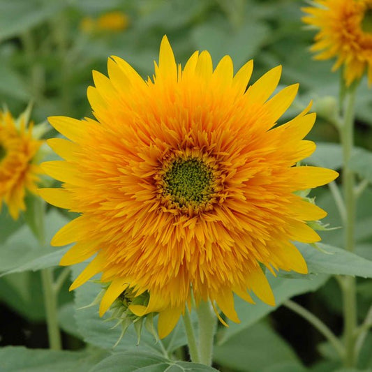 Sunflower - Orange Sun