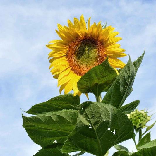 Sunflower - Skyscraper