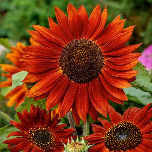 Sunflower - Velvet Queen