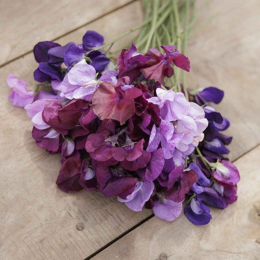 Sweet Pea - Burgundy Mix
