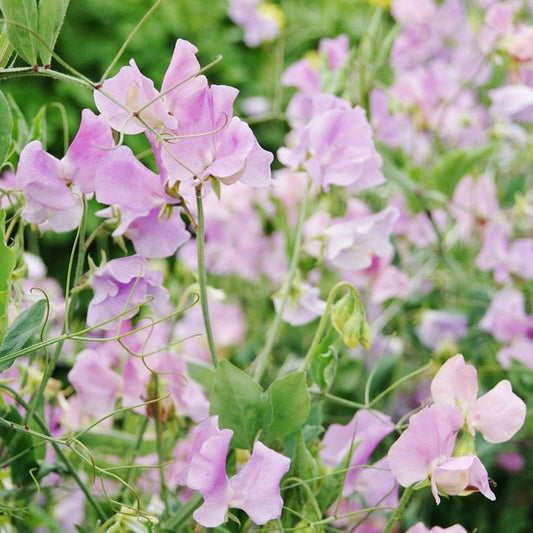 Sweet Pea - Royal Lavender