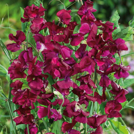 Sweet Pea - Royal Maroon