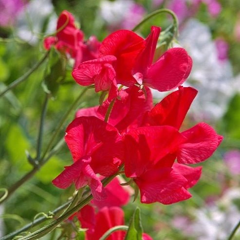 Sweet Pea - Royal Scarlet