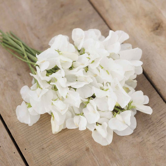 Sweet Pea - Royal White