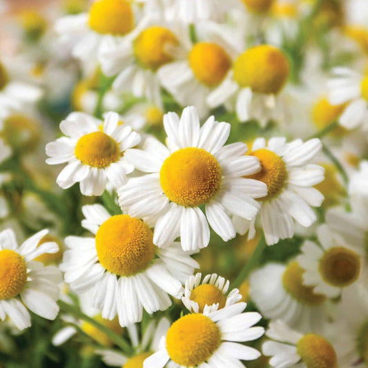 Chamomile - Roman