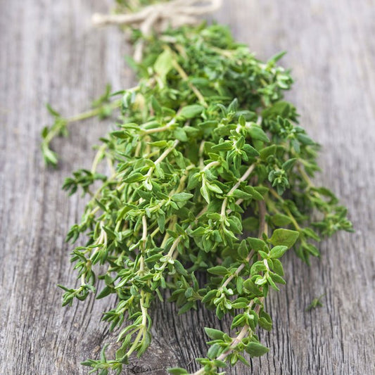 Thyme - Common