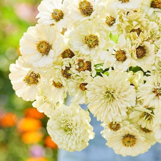 Zinnia - Cactus Snowman