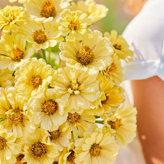 Zinnia - Isabellina