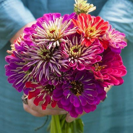 Zinnia - Meteor Shower Mix