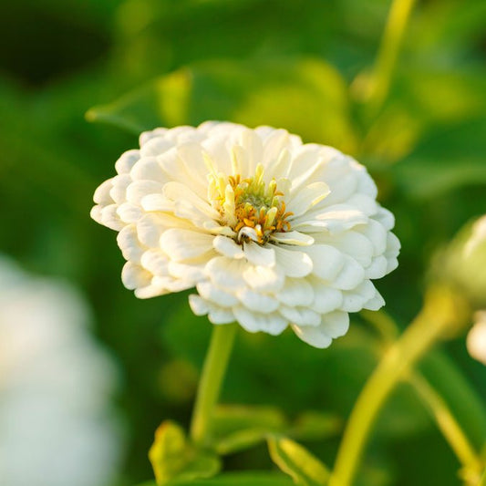 Zinnia - Polar Bear
