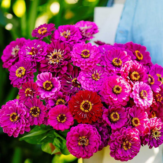 Zinnia - Purple Prince