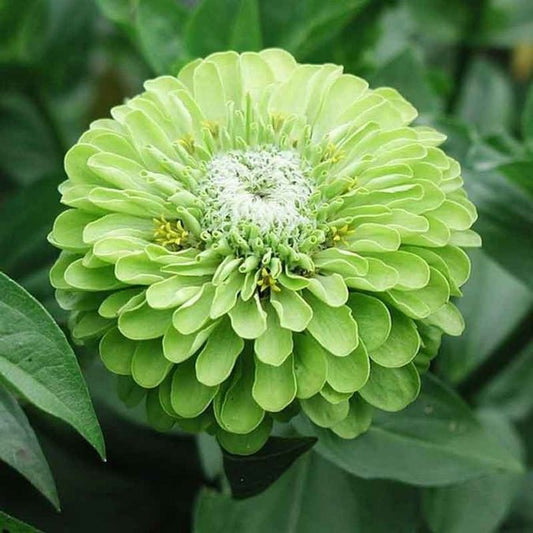 Zinnia - Tequila Lime